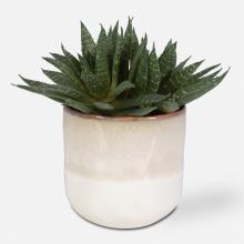 Uttermost 60213 - Doha Succulent Accent