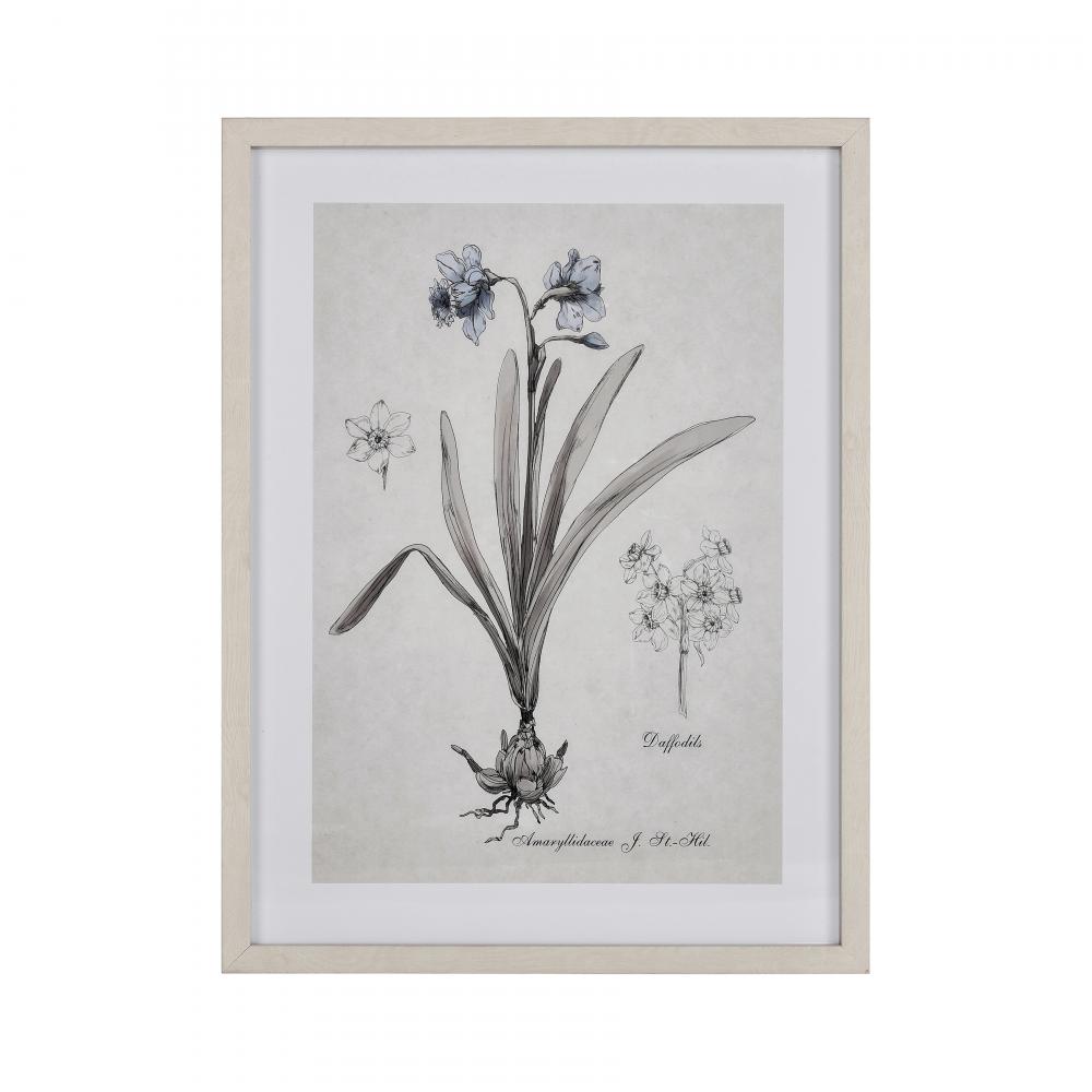 Daffodil Botanic Framed Wall Art